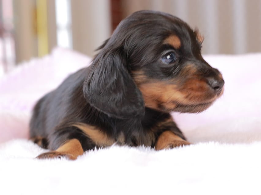 カニンヘン ダックスフンド ガナッシュ & ブルースの子犬 ブラックタン 男の子
