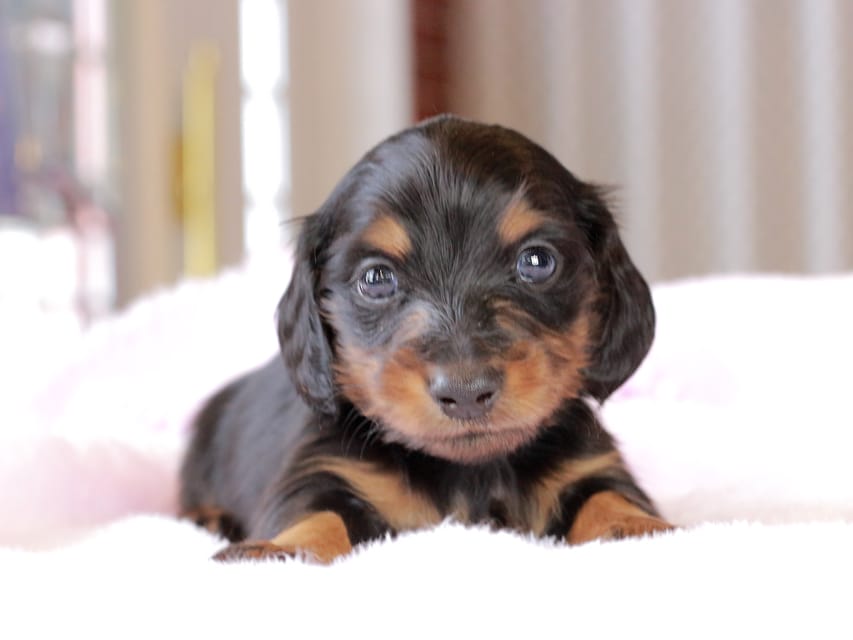 カニンヘン ダックスフンド ガナッシュ & ブルースの子犬 ブラックタン 男の子