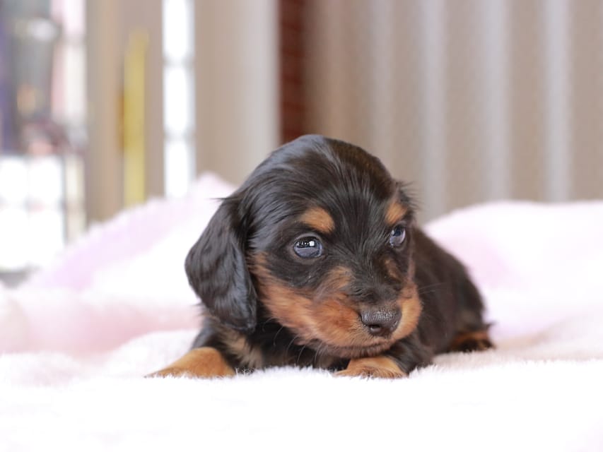 カニンヘン ダックスフンド ガナッシュ & ブルースの子犬 ブラックタン 男の子