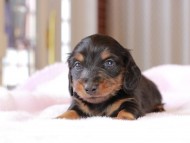 ガナッシュ & ブルースの子犬 ブラックタン 男の子 カニンヘンダックスフンド