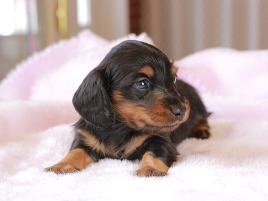 カニンヘン ダックスフンド ガナッシュ & ブルースの子犬 ブラックタン 男の子