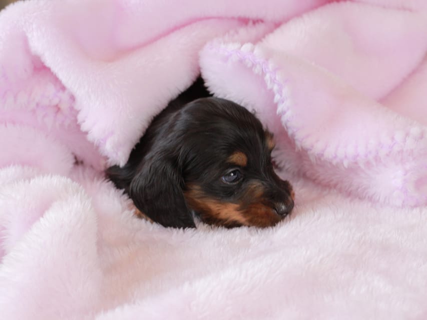 カニンヘン ダックスフンド ガナッシュ & ブルースの子犬 ブラックタン 男の子