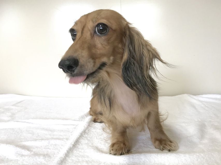 カニンヘンダックスフンド イース シェーデットクリーム