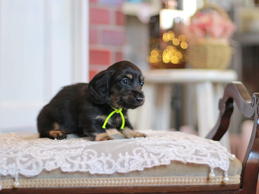 カニンヘンダックスフンド さくら&ブルースの子犬 ブラックイエロー（ブラッククリーム） 男の子（1）