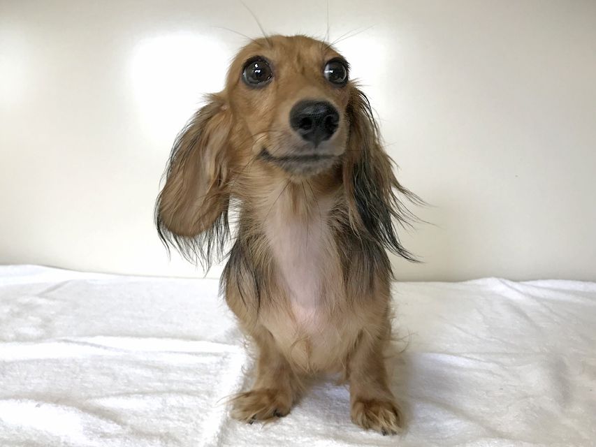 カニンヘンダックスフンド イース シェーデットクリーム