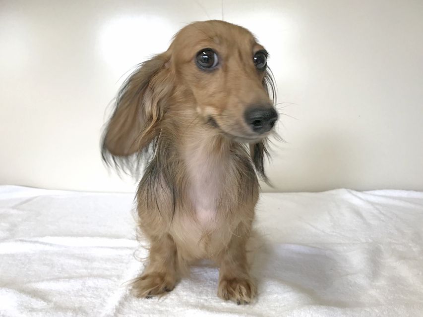 カニンヘンダックスフンド イース シェーデットクリーム