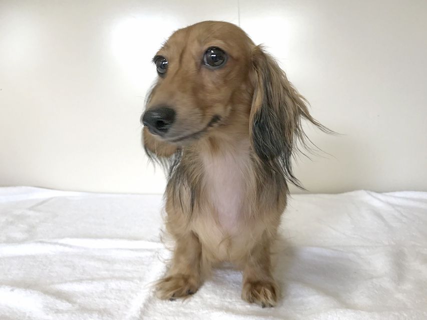 カニンヘンダックスフンド イース シェーデットクリーム