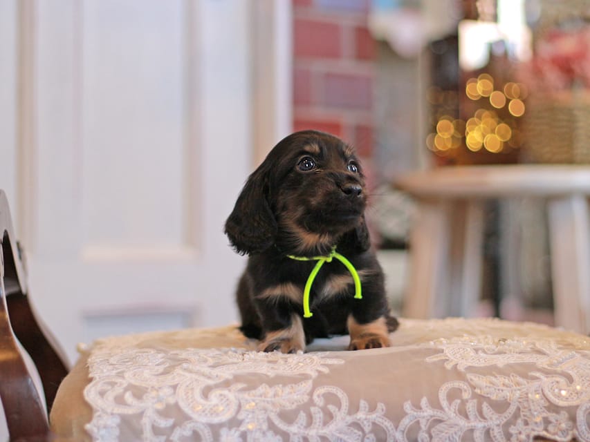 カニンヘンダックスフンド さくら&ブルースの子犬 ブラックイエロー（ブラッククリーム） 男の子（1）