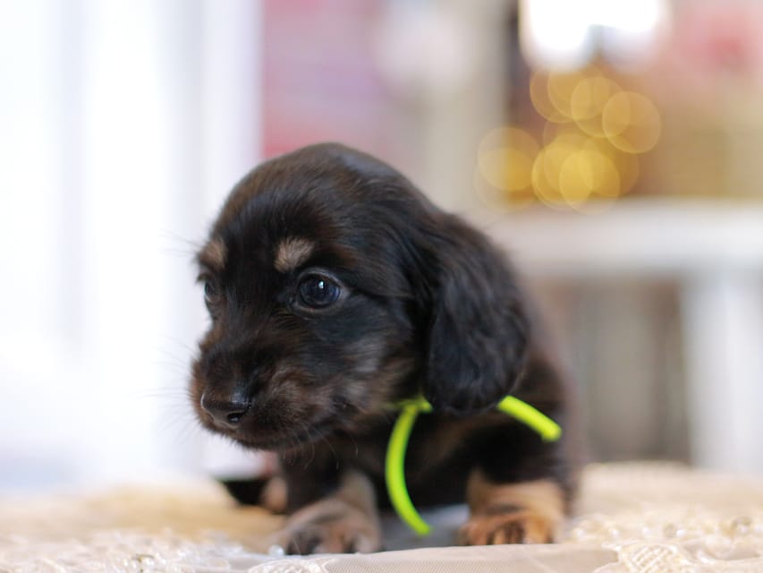 カニンヘンダックスフンド さくら&ブルースの子犬 ブラックイエロー（ブラッククリーム） 男の子（1）