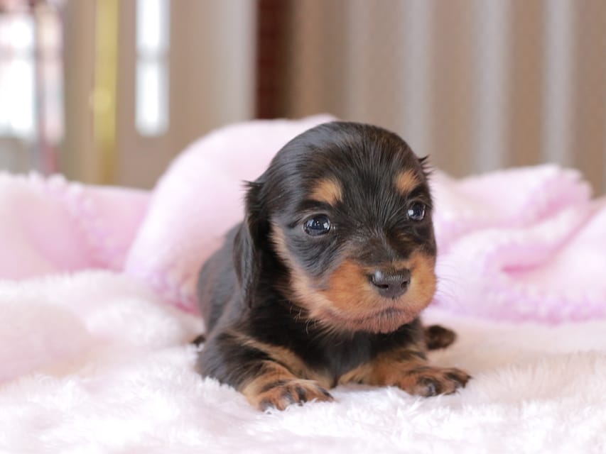 ミニチュア ダックスフンド すずらん & ジェットの子犬 ブラックタン 女の子