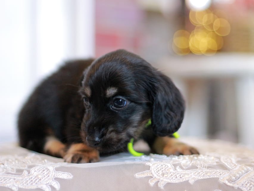 カニンヘンダックスフンド さくら&ブルースの子犬 ブラックイエロー（ブラッククリーム） 男の子（1）