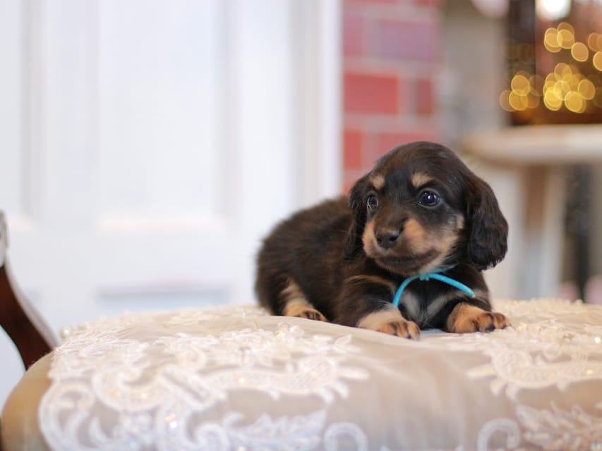 カニンヘンダックスフンド さくら&ブルースの子犬 ブラックイエロー（ブラッククリーム） 男の子（2）