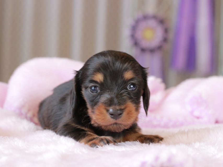 ミニチュア ダックスフンド すずらん & ジェットの子犬 ブラックタン 女の子