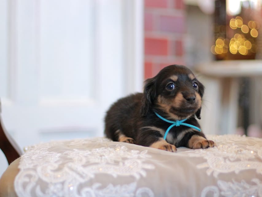 カニンヘンダックスフンド さくら&ブルースの子犬 ブラックイエロー（ブラッククリーム） 男の子（2）