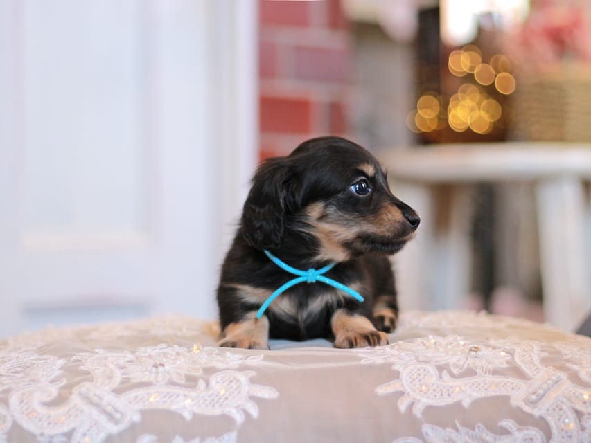 カニンヘンダックスフンド さくら&ブルースの子犬 ブラックイエロー（ブラッククリーム） 男の子（2）