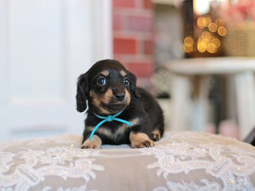 カニンヘンダックスフンド さくら&ブルースの子犬 ブラックイエロー（ブラッククリーム） 男の子（2）