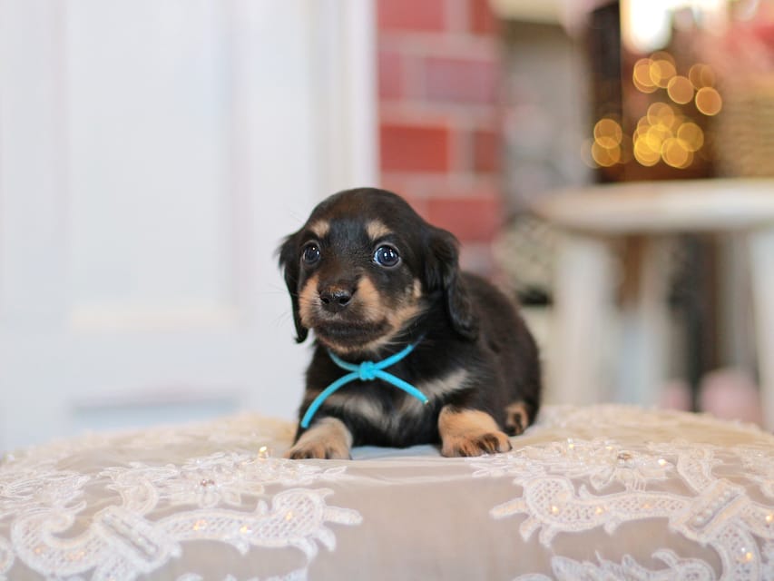 カニンヘンダックスフンド さくら&ブルースの子犬 ブラックイエロー（ブラッククリーム） 男の子（2）