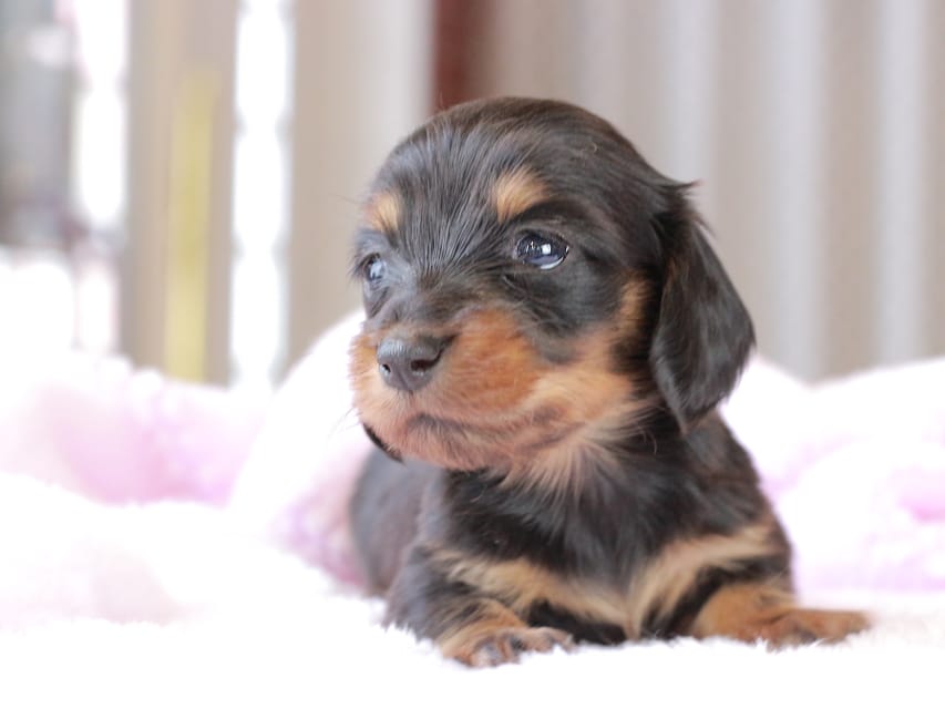 ミニチュア ダックスフンド すずらん & ジェットの子犬 ブラックタン 女の子