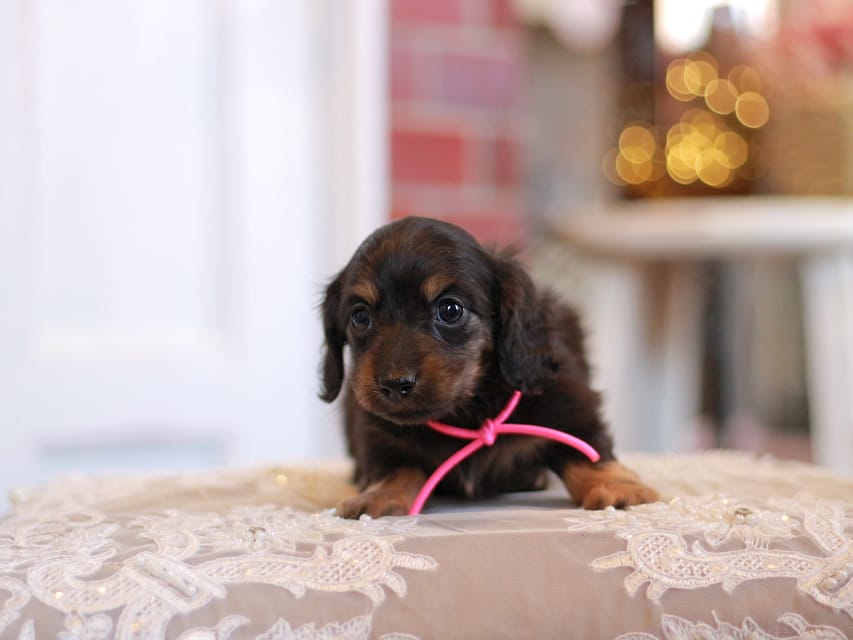 カニンヘンダックスフンド さくら&ブルースの子犬 ブラックタン 女の子