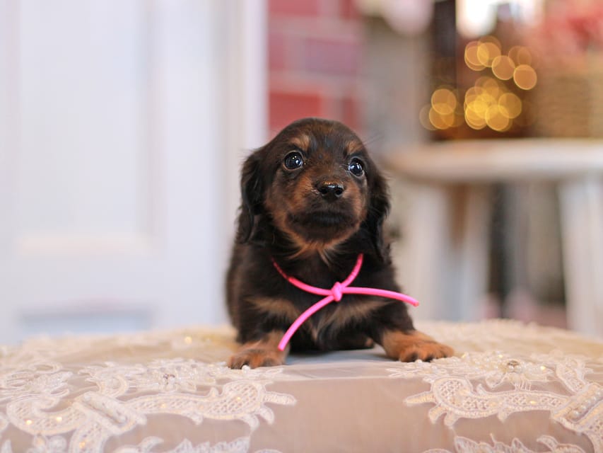 カニンヘンダックスフンド さくら&ブルースの子犬 ブラックタン 女の子