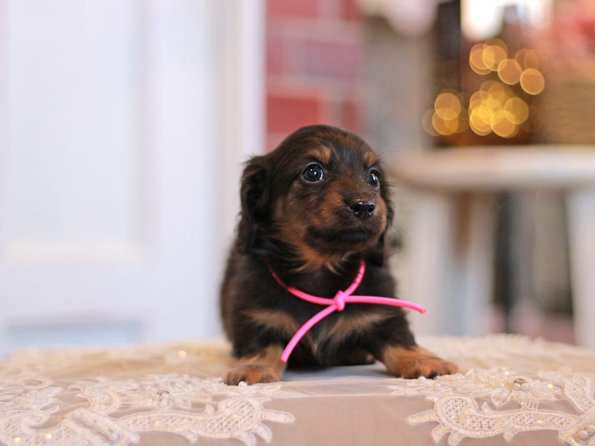 カニンヘンダックスフンド さくら&ブルースの子犬 ブラックタン 女の子