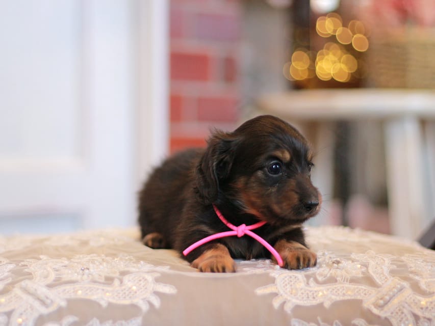カニンヘンダックスフンド さくら&ブルースの子犬 ブラックタン 女の子