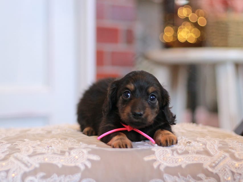 カニンヘンダックスフンド さくら&ブルースの子犬 ブラックタン 女の子