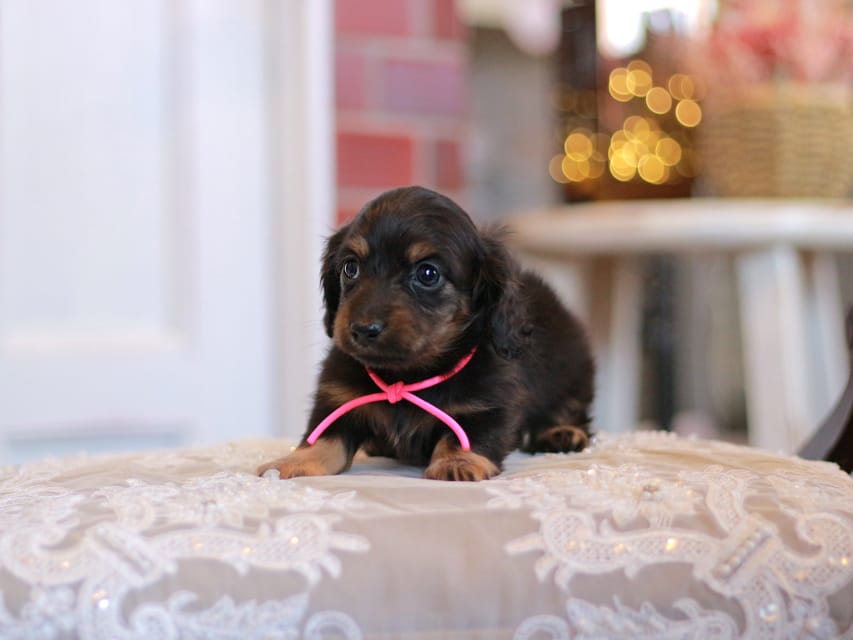 カニンヘンダックスフンド さくら&ブルースの子犬 ブラックタン 女の子