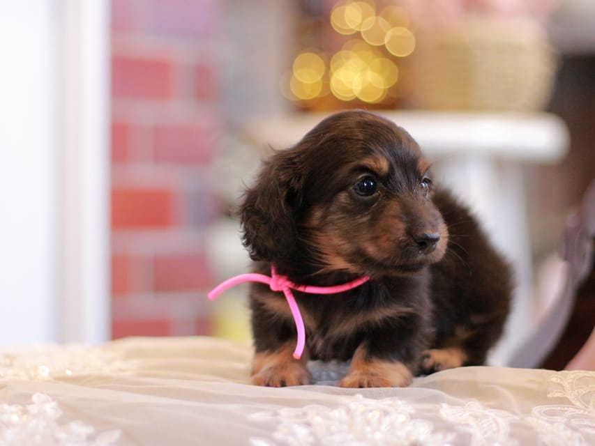 カニンヘンダックスフンド さくら&ブルースの子犬 ブラックタン 女の子