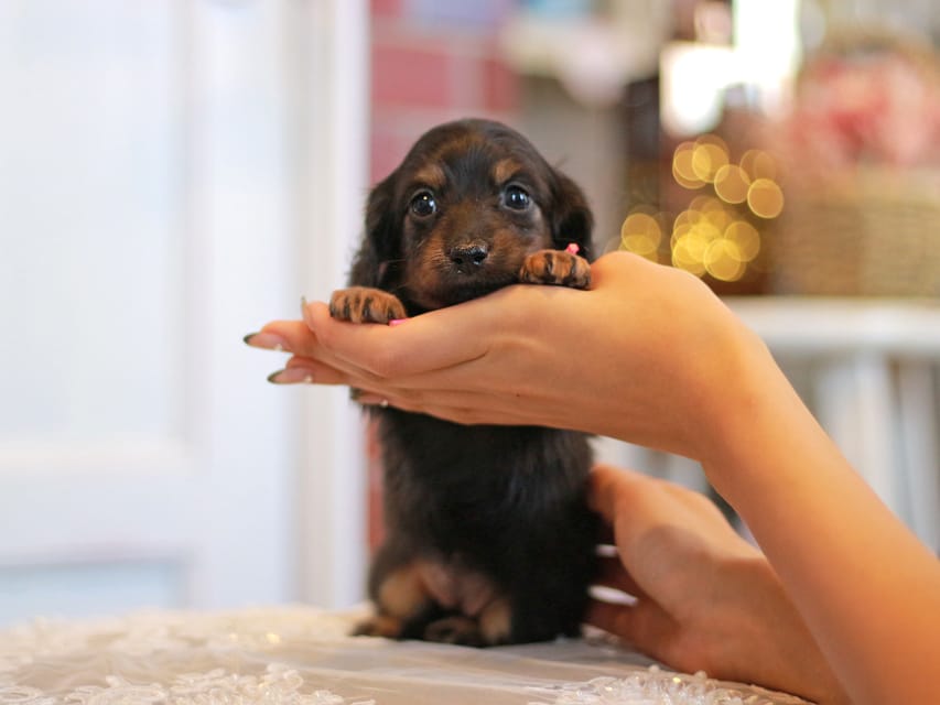 カニンヘンダックスフンド さくら&ブルースの子犬 ブラックタン 女の子