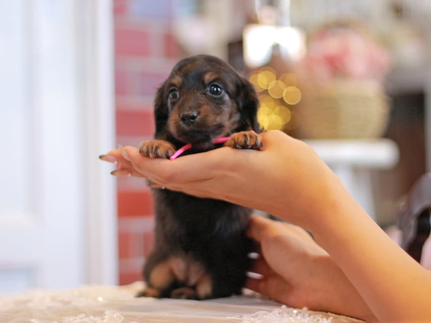 カニンヘンダックスフンド さくら&ブルースの子犬 ブラックタン 女の子