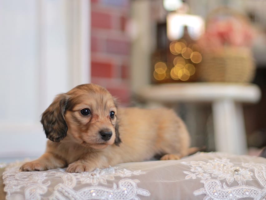 カニンヘンダックスフンド コリン&スカッシュの子犬 シェーデットイエロー（シェーデットクリーム） 男の子