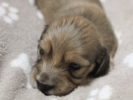 ミニチュワダックス　シューデットクリーム　男の子