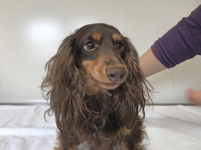 カニンヘンダックスフンド ジャック チョコタンIMG_1495 カニンヘンダックスフンド ジャック チョコタン