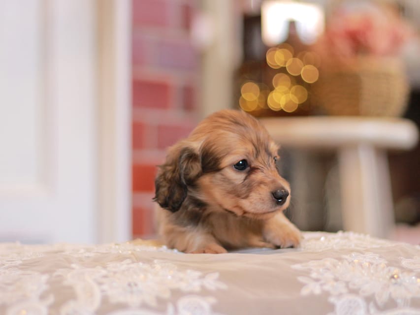 カニンヘンダックスフンド コリン&スカッシュの子犬 シェーデットイエロー（シェーデットクリーム） 女の子（1）