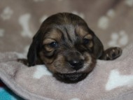 ミニチュワダックス　シューデットクリーム　男の子