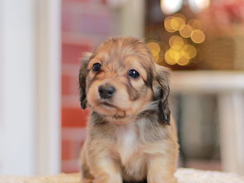 カニンヘンダックスフンド コリン&スカッシュの子犬 シェーデットイエロー（シェーデットクリーム） 女の子（1）