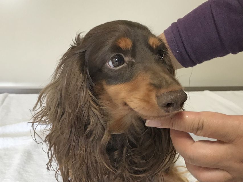 カニンヘンダックスフンド ジャック チョコタンIMG_1507 カニンヘンダックスフンド ジャック チョコタン