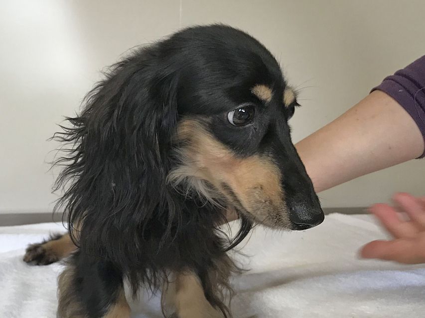 カニンヘンダックスフンド バロン ブラックイエロー