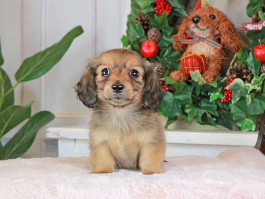 カニンヘンダックスフンド バンビ&ロックスの子犬 レッド 女の子