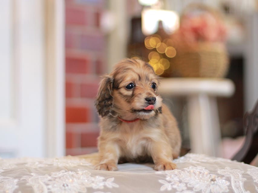 カニンヘンダックスフンド コリン&スカッシュの子犬 シェーデットイエロー（シェーデットクリーム） 女の子（2）