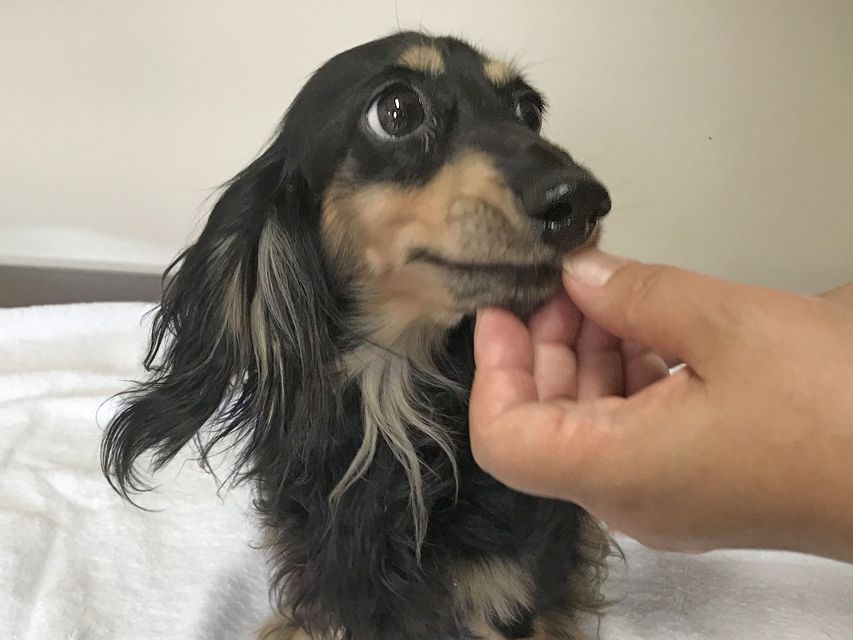 カニンヘンダックスフンド バロン ブラックイエロー