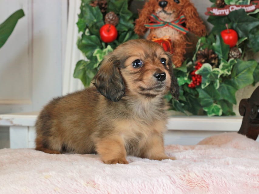 カニンヘンダックスフンド バンビ&ロックスの子犬 レッド 女の子