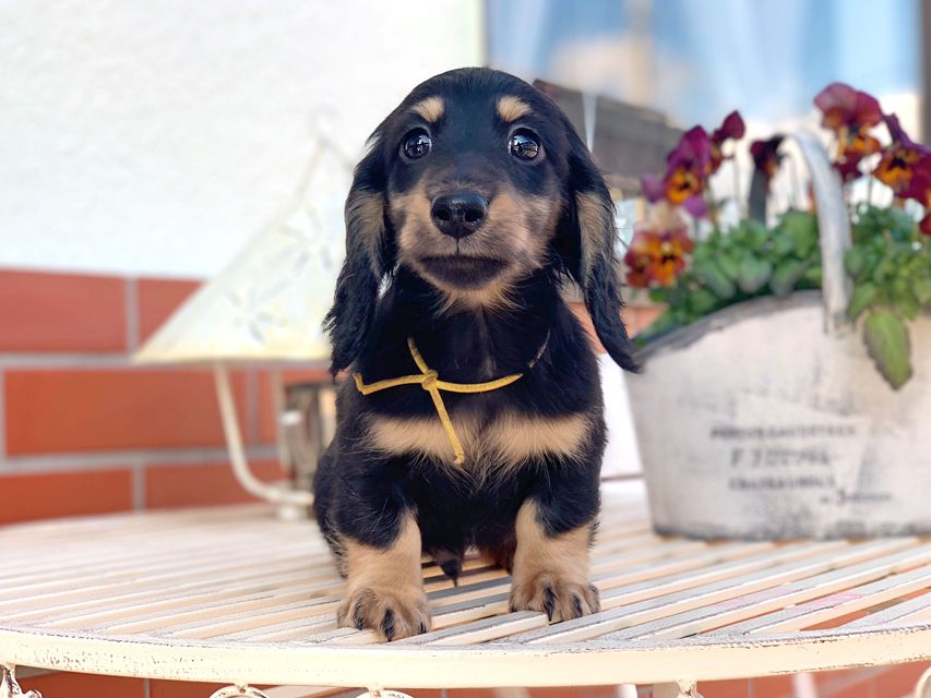カニンヘンダックスフンド すず & 朝日の子犬 ブラックイエロー（ブラッククリーム） 男の子（2）