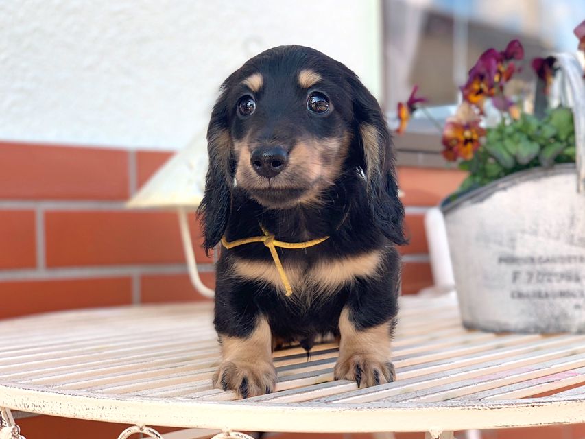 カニンヘンダックスフンド すず & 朝日の子犬 ブラックイエロー（ブラッククリーム） 男の子（2）