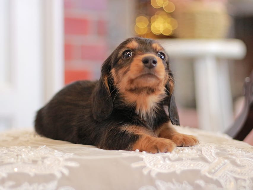 カニンヘンダックスフンド キャンディー&ピーターの子犬 ブラタン 男の子