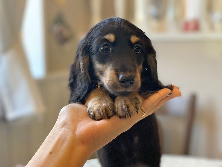 カニンヘンダックスフンド すず & 朝日の子犬 ブラックイエロー（ブラッククリーム） 男の子（2）