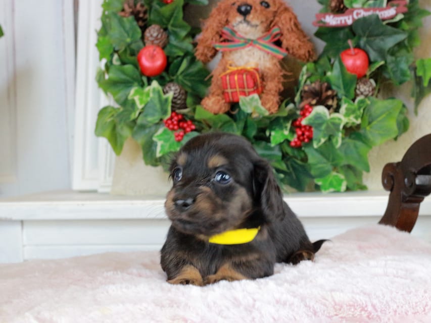 カニンヘンダックスフンド おんぷ&ブルースの子犬 ブラタン 男の子(1)IMG_1619 カニンヘンダックスフンド おんぷ&ブルースの子犬 ブラタン 男の子(1)