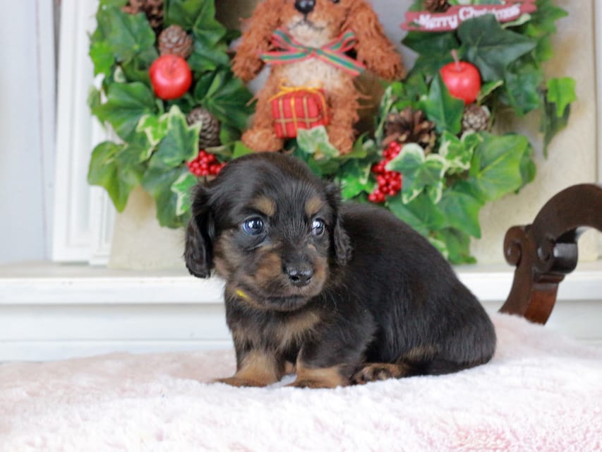 カニンヘンダックスフンド おんぷ&ブルースの子犬 ブラタン 男の子(1)IMG_1630 カニンヘンダックスフンド おんぷ&ブルースの子犬 ブラタン 男の子(1)