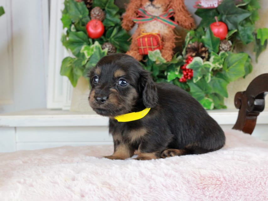 カニンヘンダックスフンド おんぷ&ブルースの子犬 ブラタン 男の子(1)IMG_1640 カニンヘンダックスフンド おんぷ&ブルースの子犬 ブラタン 男の子(1)